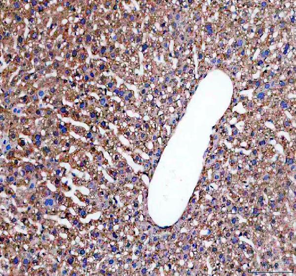 a01404 1 ivd primary antibodies ihc testing 3