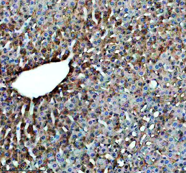 a01404 1 ivd primary antibodies ihc testing 4