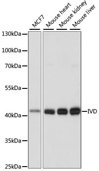 a01404 ivd primary antiboties wb testing 1