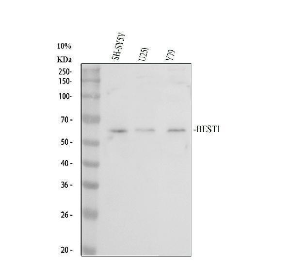 a01407 2 best1 primary antibodies wb testing 1