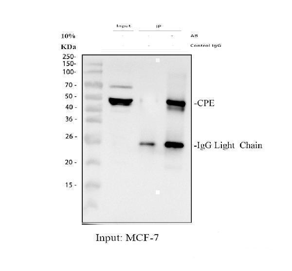 a01407 2 cpe primary antibodies ip testing 1
