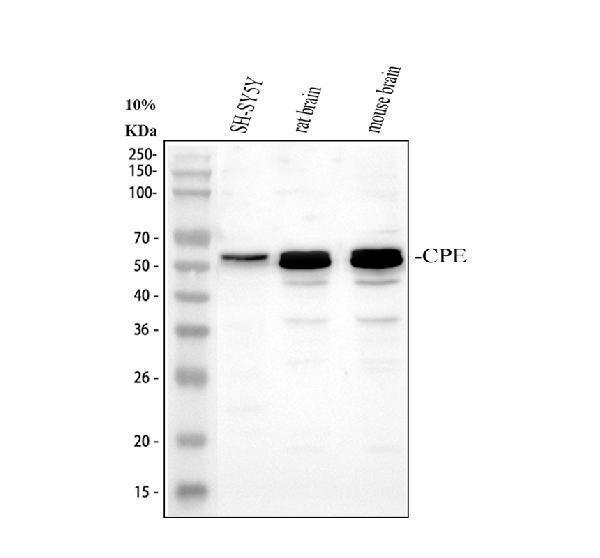 Western blot analysis of CPE using anti-CPE antibody (A01407-2)