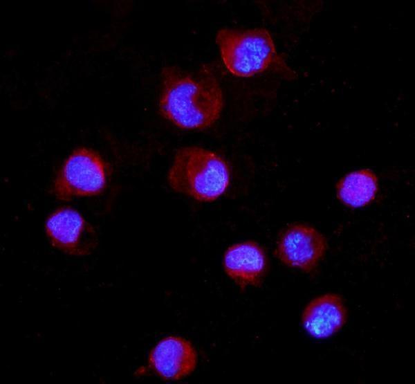 a01408 1 cd16 primary antibodies if testing 4_1
