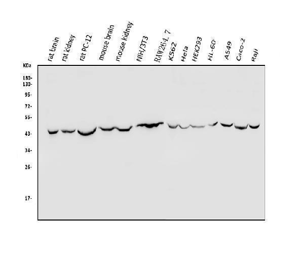 a01409 1 txnip primary antibodies wb testing 1