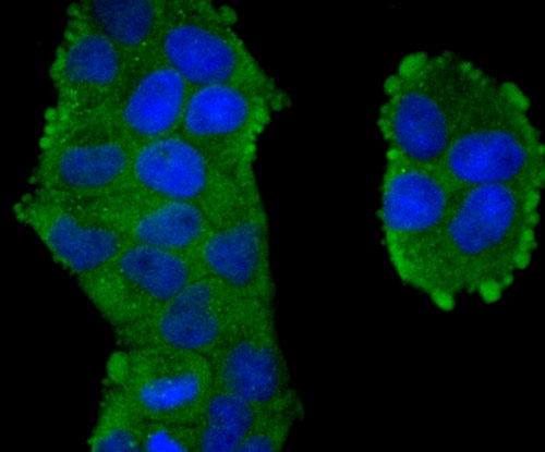ICC staining TXNIP in Hela cells (green)