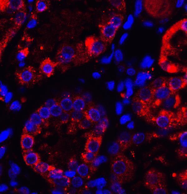 Immunofluorescence of TXNIP in human kidney tissue with TXNIP antibody at 5 μg/ml