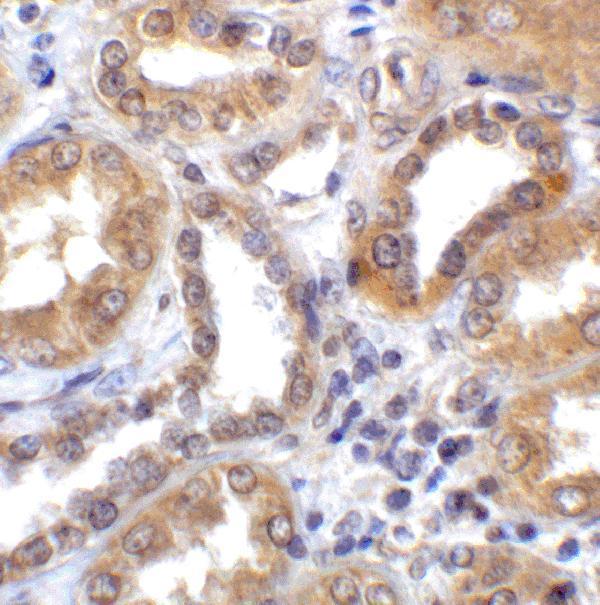 Immunohistochemistry of TXNIP in human kidney tissue with TXNIP antibody at 2 μg/ml