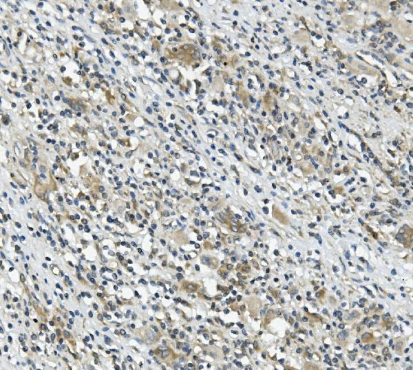 a01410 1 card9 primary antibodies ihc testing 2