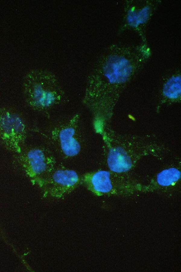  IF analysis of SCNN1A using anti-SCNN1A antibody (A01413-1)