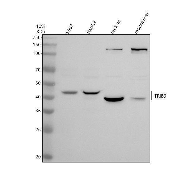 Western blot analysis of TRIB3 using anti-TRIB3 antibody (A01414-2)