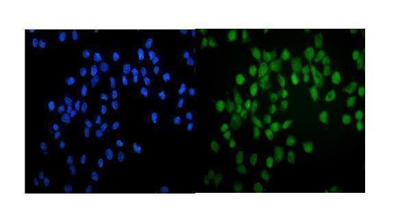a01415 1 gata2 primary antibodies if testing 2