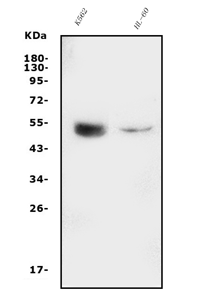 a01415 1 gata2 primary antibodies wb testing 1