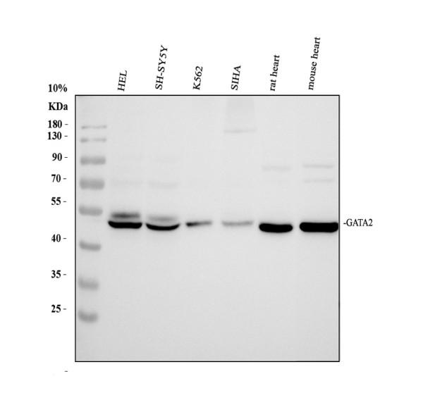 a01415 1 gata2 primary antibodies wb testing 1_1
