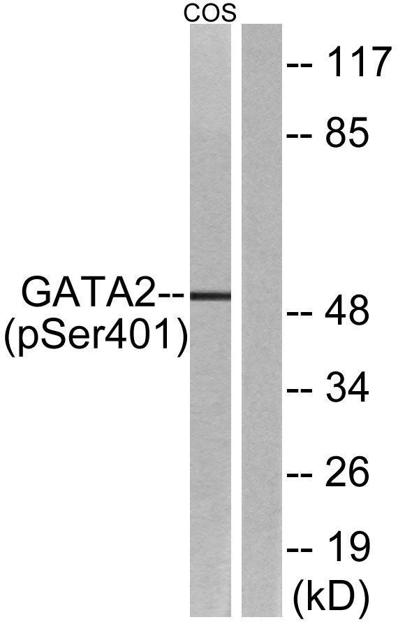 a01415s401 gata2 primary antibodies wb testing 1