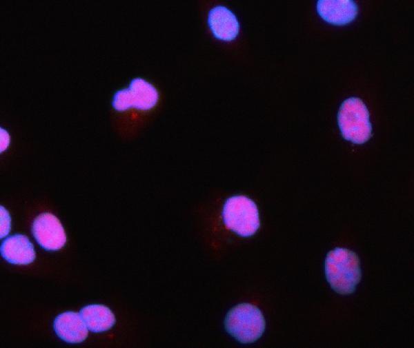  IF analysis of PRMT1 using anti-PRMT1 antibody (A01417-4)
