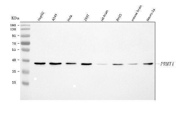  Western blot analysis of PRMT1 using anti-PRMT1 antibody (A01417-4)
