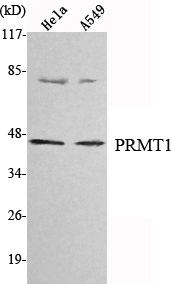 Western Blot analysis using PRMT1 Monoclonal Antibody against HeLa, A549 cell lysate
