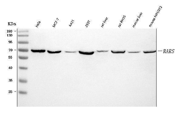 a01418 2 rars1 primary antibodies wb testing 1