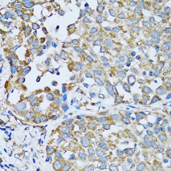 a01418 rars primary antiboties ihc testing 3
