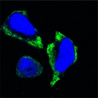 Confocal immunofluorescence analysis of Hela cells using PAKγ Monoclonal Antibody (green)