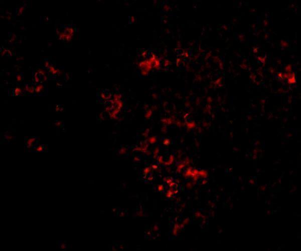 a01419 2 pak2 primary antibodies if testing 6