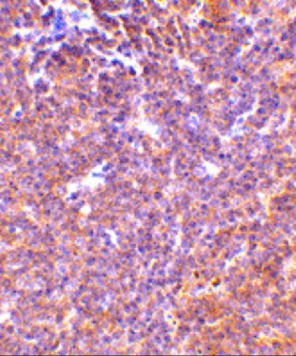 a01419 2 pak2 primary antibodies ihc testing 5