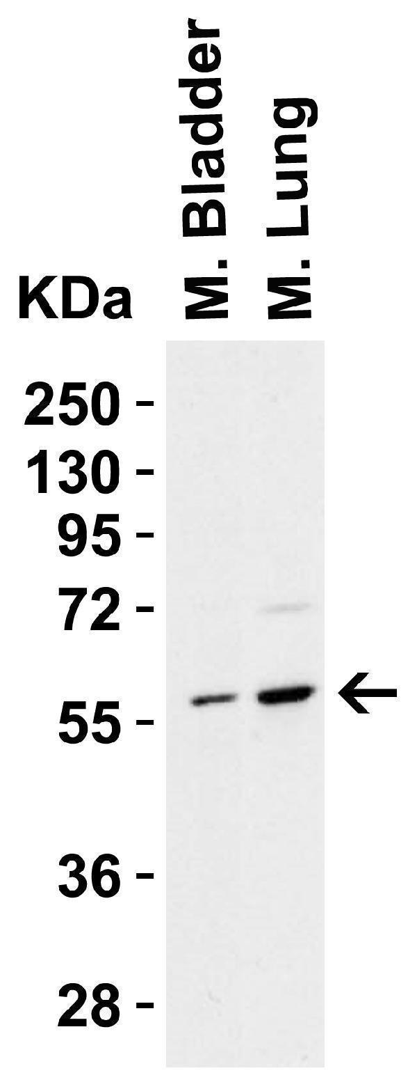 a01419 2 pak2 primary antibodies wb testing 4