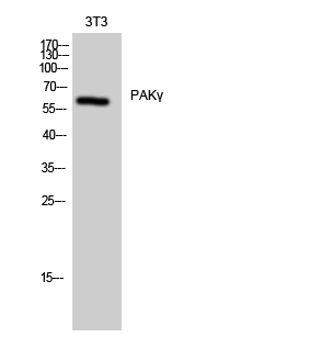 Western Blot analysis of 3T3 cells using PAKγ Polyclonal Antibody