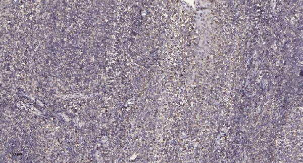Immunohistochemical analysis of paraffin-embedded human tonsil
