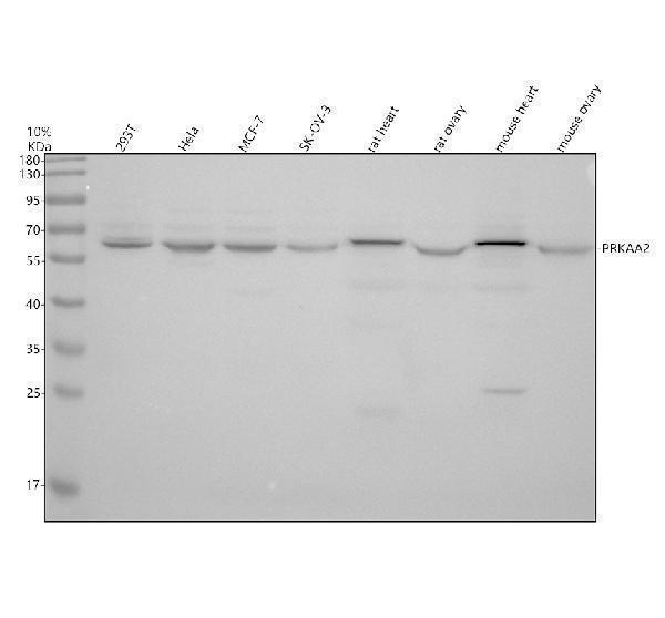 Western blot analysis of PRKAA2 using anti-PRKAA2 antibody (A01420-1)