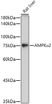 Western blot analysis of extracts of Rat liver, using AMPKα2 antibody  at 1:500 dilution