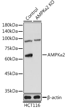 Western blot analysis of extracts from normal  and AMPKα2 Rabbit pAb knockout  HCT116 cells, using AMPKα2 Rabbit pAb antibody  at 1:1000 dilution