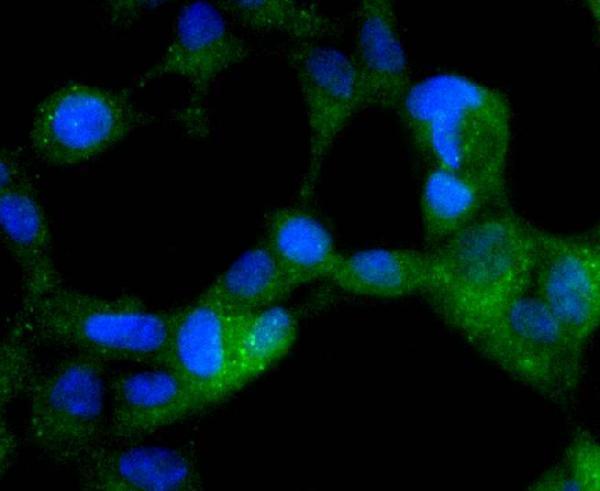ICC staining Phospho-AMPK alpha 2(S345) in 293 cells (green)