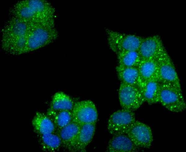 ICC staining Phospho-AMPK alpha 2(S345) in Hela cells (green)
