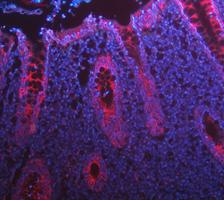 a01421 krt8 primary antibodies if testing 12