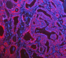 a01421 krt8 primary antibodies if testing 15