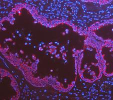 a01421 krt8 primary antibodies if testing 16