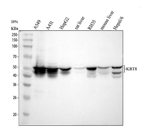 a01421 krt8 primary antibodies wb testing 1