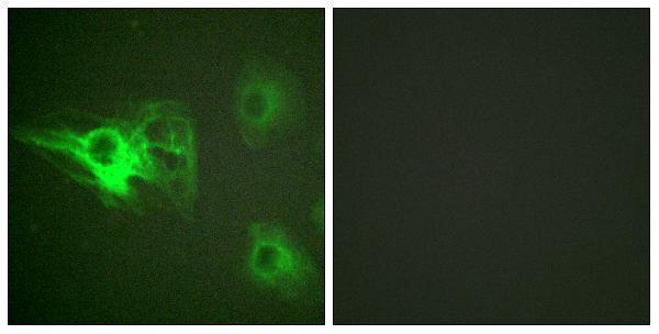 a01421s432 1 krt8 primary antibodies if testing 5