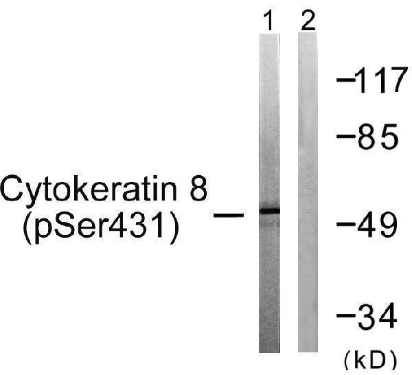 Western blot analysis of lysates from 293 cells treated with EGF 200ng/ml 30