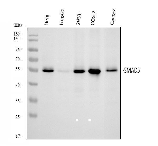  Western blot analysis of SMAD5 using anti-SMAD5 antibody (A01423)