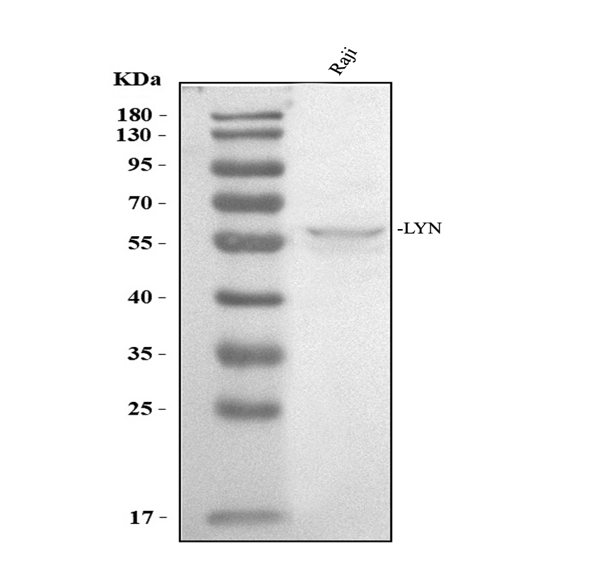 a01424 2 lyn primary antibodies wb testing 1