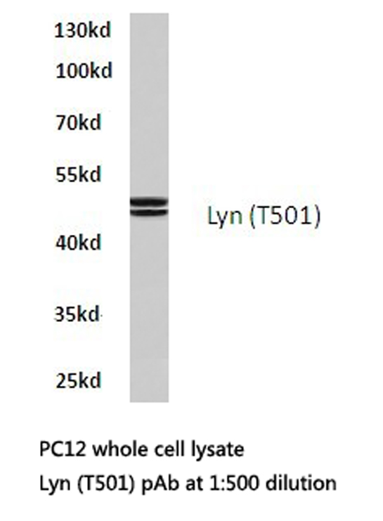 a01424t501 lyn primary antiboties wb testing 1