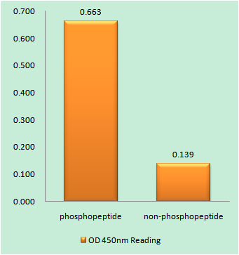 a01424y508 lyn primary antibodies elisa testing 1