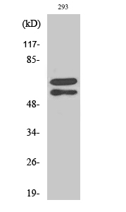 Western Blot analysis of 293 cells using Phospho-Lyn (Y508) Polyclonal Antibody diluted at 1:1000