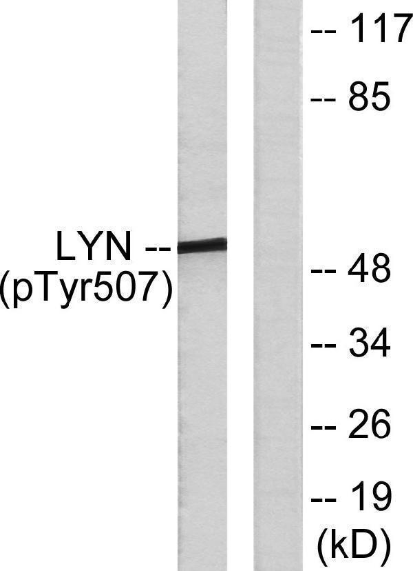 Western blot analysis of lysates from K562 cells treated with H2O2 100uM 30