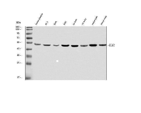 a01426 1 elk1 primary antibodies wb testing 1