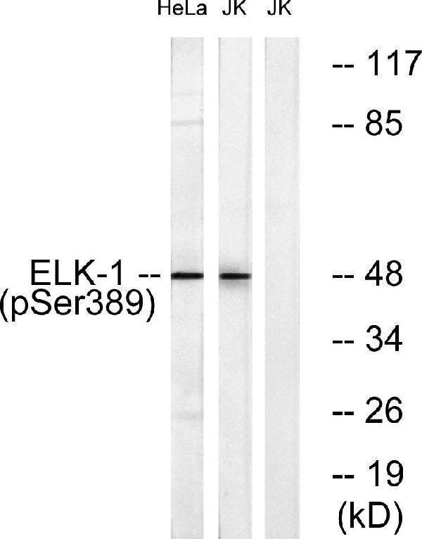 a01426s389 1 elk1 primary antibodies wb testing 2