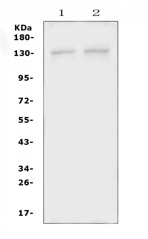 a01427 psd primary antibodies wb testing 1