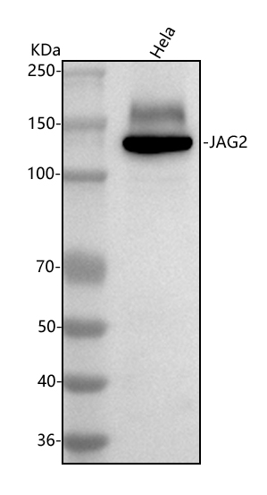  Western blot analysis of Jagged 2/JAG2 using anti-Jagged 2/JAG2 antibody (A01428-1)